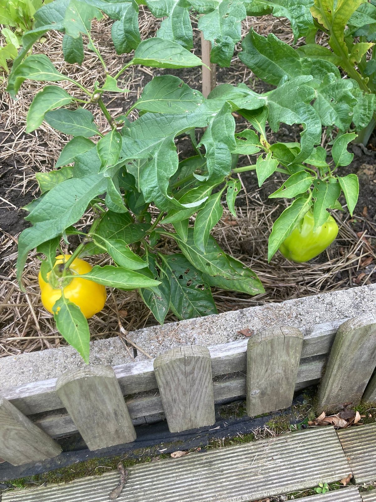 Crop nutrition research plots